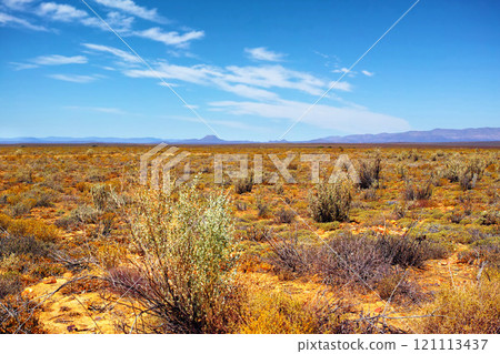 Fynbos in Table Mountain National Park, Cape of Good Hope, South Africa. Scenic landscape environment with fine bush indigenous plant and flower species in nature. Blue sky background with copyspace Fynbos in Table Mountain National Park, Cape of Good Hope, South Africa. Scenic landscape environment with fine bush indigenous plant and flower species in nature. Blue sky background with copyspace 121113437