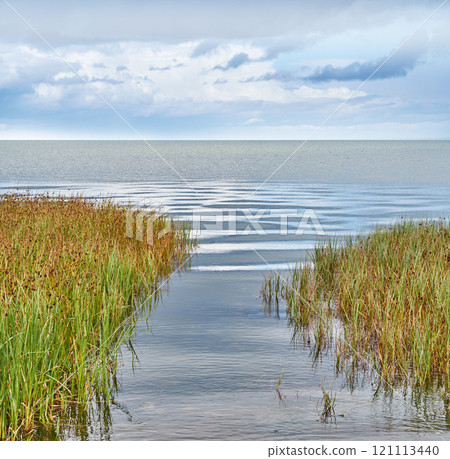 Scenic view of pond and lake rushes and aquatic plants growing on the bank of a bay of water with a blue sky and copyspace. Serene, zen, calm and tranquil meditation area. Wild reeds in remote area Scenic view of pond and lake rushes and aquatic plants growing on the bank of a bay of water with a blue sky and copyspace. Serene, zen, calm and tranquil meditation area. Wild reeds in remote area 121113440