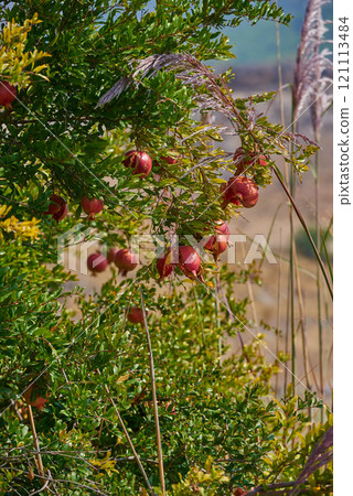 Closeup of ripe pomegranate hanging on branch in the garden outside on a summer day. Zoom on a group of fresh and healthy red fruit growing in the backyard at home. Delicious and tasty winter snack 121113484