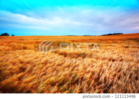 Closeup of field of ripe wheat with bright sky background and copyspace. Barely growing on rural organic farmland with copy space. Sustainable farming and agriculture in harvest season on a cornfield Closeup of field of ripe wheat with bright sky background and copyspace. Barely growing on rural organic farmland with copy space. Sustainable farming and agriculture in harvest season on a cornfield 121113496
