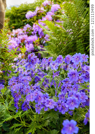 A crane bill flower in the garden in the midday sun. A bunch of beautiful Delicate Cranes Bill flowers of an iris a blue Geranium in the nature. A blooming crane bill flower in a botanical garden 121113499