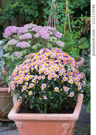 Pink daisy flowers growing in a backyard garden in summer. Marguerite perennial flowering plants displayed in vessels outside. Bush of beautiful white flowers blooming and sprouting in a yard 121113546