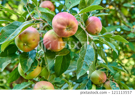 Red apples growing in a lush green fruit tree with leaves. Fresh sustainable produce ready for harvest on a farm on a summer day. Ripe and organic agricultural crops outdoors in nature during spring Red apples growing in a lush green fruit tree with leaves. Fresh sustainable produce ready for harvest on a farm on a summer day. Ripe and organic agricultural crops outdoors in nature during spring 121113557