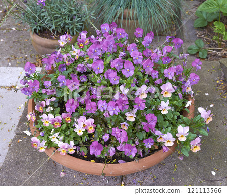 Top view of pansies growing in a vase in a backyard garden in summer. Purple plants blooming in a lush green environment in spring from above. Beautiful violet flowering plants budding in a yard Top view of pansies growing in a vase in a backyard garden in summer. Purple plants blooming in a lush green environment in spring from above. Beautiful violet flowering plants budding in a yard 121113566