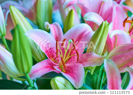 Closeup of garden filled with pink lily flowers in summer. Lilium blooming on lawn in spring from above. Pretty flowering plants budding in a natural environment. Lilies blooming in a nature reserve Closeup of garden filled with pink lily flowers in summer. Lilium blooming on lawn in spring from above. Pretty flowering plants budding in a natural environment. Lilies blooming in a nature reserve 121113573