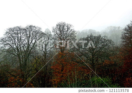 Forest View on a Misty Cold Autumn Morning 121113578