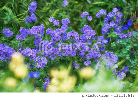 Delicate purple meadow cranesbill flowers blossoming and growing in a bush in a remote field, forest, woods or home garden. Group of vibrant, wild plants blooming and flowering in a backyard Delicate purple meadow cranesbill flowers blossoming and growing in a bush in a remote field, forest, woods or home garden. Group of vibrant, wild plants blooming and flowering in a backyard 121113612