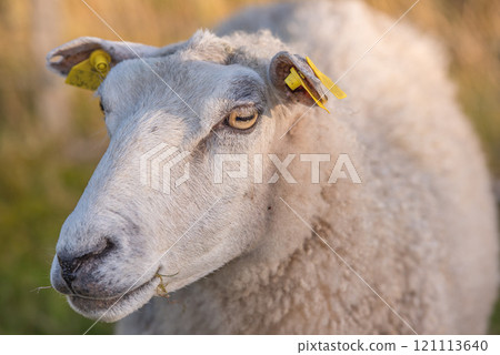 Portrait of a sheep in a heather meadow during sunset in Rebild National Park, Denmark. Closeup of one woolly sheep standing or walking on a blooming field or a pastoral land Portrait of a sheep in a heather meadow during sunset in Rebild National Park, Denmark. Closeup of one woolly sheep standing or walking on a blooming field or a pastoral land 121113640