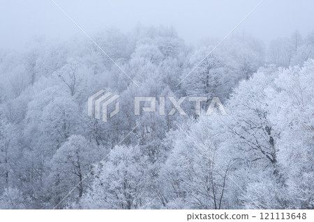 Rime forest Rime forest 121113648