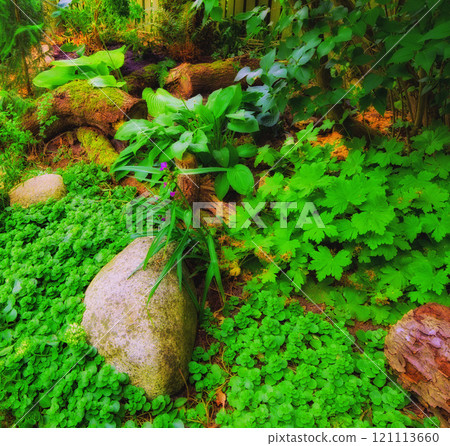Fern and tropical plants in the forest. ferns leaf green and natural floral fern background on sunny days. Beautiful ferns leave green foliage. Big grown ferns around the hug stone and other plants. 121113660
