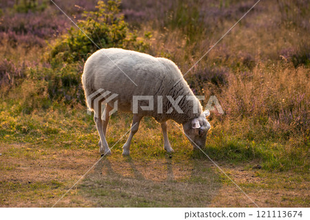 One sheep grazing in a field in the morning. A domesticated farm animal eating green grass in a fresh heather meadow. Lamb or livestock pasture in a purple blooming pastoral land during spring 121113674