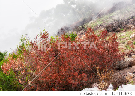 Colorful bushes on a mountain landscape on a misty morning in nature with copyspace. Leaves changing with the season in the wilderness. A wildfire burning in nature, damaging the forest and plants Colorful bushes on a mountain landscape on a misty morning in nature with copyspace. Leaves changing with the season in the wilderness. A wildfire burning in nature, damaging the forest and plants 121113678