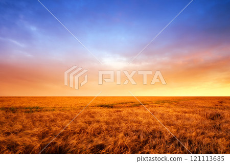 A vibrant country field in harvest. Beautiful sunset in a field of ripe wheat. Scenic dramatic light. Gorgeous nature open field, dreamy healing on a textured field, hopeful resilience wallpaper 121113685