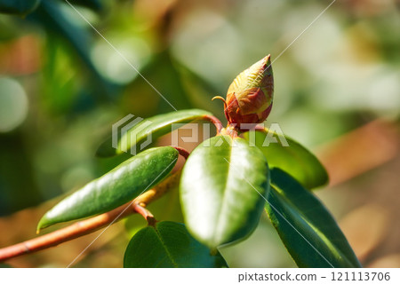 Closeup of budding Rhododendron flower in garden at home. Zoomed in on one woody plant getting ready to blossom while growing in backyard in summer. Small beautiful little elegant bud with green leaf Closeup of budding Rhododendron flower in garden at home. Zoomed in on one woody plant getting ready to blossom while growing in backyard in summer. Small beautiful little elegant bud with green leaf 121113706