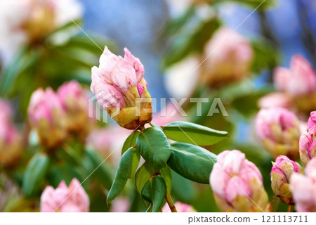 Closeup of pink flower blossoms in a park in spring outside. Rhododendron blooms about to open growing in a bush against a blurred green background in a botanical garden. New seasonal growth 121113711
