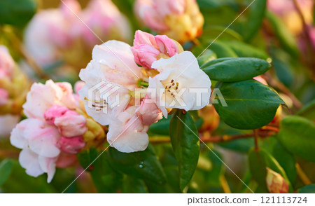Closeup of pink flower blossoms in a park in spring outside. Rhododendron blooms about to open growing in a bush against a blurred green background in a botanical garden. New seasonal growth Closeup of pink flower blossoms in a park in spring outside. Rhododendron blooms about to open growing in a bush against a blurred green background in a botanical garden. New seasonal growth 121113724