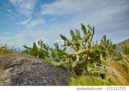 Closeup of succulents and wild grass growing between coastal rocks. Indigineous South African plants by the seaside on a cloudy day. Fynbos and cacti growing on a boulder near Hout Bay in Cape Town Closeup of succulents and wild grass growing between coastal rocks. Indigineous South African plants by the seaside on a cloudy day. Fynbos and cacti growing on a boulder near Hout Bay in Cape Town 121113725