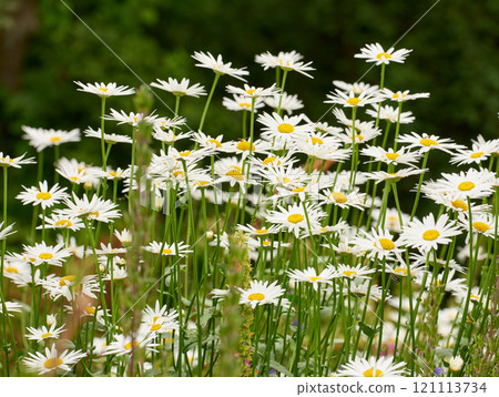 A group of daisies or marguerite blooming in a park at sunset. White flowers with yellow pistils in field outside during summer day. Blossoming plants growing in the garden or backyard in spring 121113734