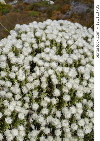 Fynbos in Table Mountain National Park, Cape of Good Hope, South Africa. Closeup from above of scenic landscape environment with white fine bush indigenous plant and flower species growing in nature Fynbos in Table Mountain National Park, Cape of Good Hope, South Africa. Closeup from above of scenic landscape environment with white fine bush indigenous plant and flower species growing in nature 121113735