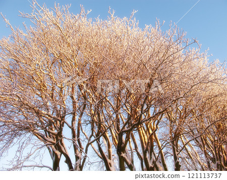 Tall naked trees on a field during winter on a cold winter day. Big bare leafless trees covered in snow standing in a row against a blue sky. Frosted branches on trees in cold weather in the forest 121113737