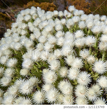 Fynbos in Table Mountain National Park, Cape of Good Hope, South Africa. Closeup from above of scenic landscape environment with white fine bush indigenous plant and flower species growing in nature 121113749