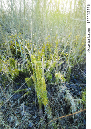 Green moss growing on bark of fallen tree in an empty Denmark swamp in early spring. Macro view of detail, textured algae spreading, covering a wooden trunk in remote nature landscape 121113786
