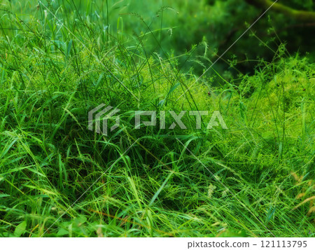 Closeup of long green grass with lush sedge growing in a garden or a swamp in summer. A mass of tall leafy weeds in a forest. An overgrown lawn in a backyard for a fresh, moist vegetative environment 121113795