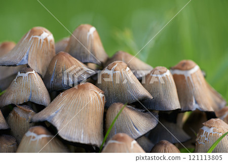 A closeup view of a heap of mushrooms. Macro view of mushrooms with green grass. The group of wild fungi in a forest on green blur background. Small brown fungus in green moss. Coprinus micaceus. 121113805