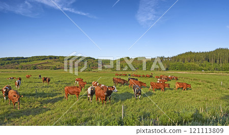 Copy space with cows eating grass on a field in the rural countryside with blue sky. Raising and breeding livestock cattle on a ranch for the beef and dairy industry. Landscape with animals in nature Copy space with cows eating grass on a field in the rural countryside with blue sky. Raising and breeding livestock cattle on a ranch for the beef and dairy industry. Landscape with animals in nature 121113809