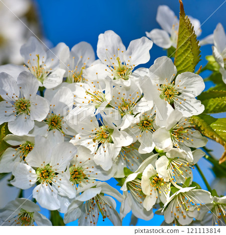 Blooming Mirabelle plum or Prunus Domestica flower in a garden in springtime. Flowering fruit tree with white flowerheads with a blue sky background on a sunny day. Plants or flora growing outdoors Blooming Mirabelle plum or Prunus Domestica flower in a garden in springtime. Flowering fruit tree with white flowerheads with a blue sky background on a sunny day. Plants or flora growing outdoors 121113814