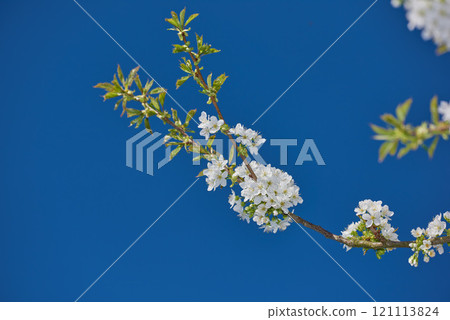White mirabelle or Prunus Domestica flowers blossoming on a plum tree in a garden from below. Closeup of fresh and delicate fruit plants growing in spring against a blue sky background with copyspace White mirabelle or Prunus Domestica flowers blossoming on a plum tree in a garden from below. Closeup of fresh and delicate fruit plants growing in spring against a blue sky background with copyspace 121113824