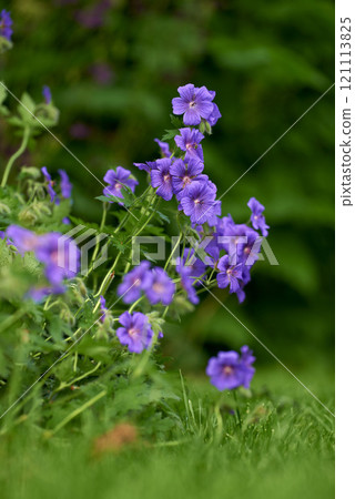Beautiful purple flowers in a green garden. Vibrant meadow Cranesbill blooming in spring. Bright flowerheads growing in a park. Gardening Geranium pratense for a colorful and fresh backyard 121113825