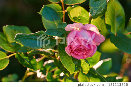 Pink rose budding on a tree in a botanical garden. Closeup of a pretty summer flower growing in nature. Petals blossoming on floral plant in a backyard. Flowerhead blossoming in a park in spring Pink rose budding on a tree in a botanical garden. Closeup of a pretty summer flower growing in nature. Petals blossoming on floral plant in a backyard. Flowerhead blossoming in a park in spring 121113826