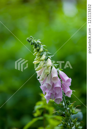 Closeup of vibrant, purple or pink foxglove flowers blossoming and growing in a remote field or home garden. Group of delicate, fresh summer plants blooming on a green stem in a backyard Closeup of vibrant, purple or pink foxglove flowers blossoming and growing in a remote field or home garden. Group of delicate, fresh summer plants blooming on a green stem in a backyard 121113832