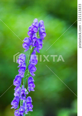 Foxglove or Digitalis Purpurea in full bloom with lush green trees in the background. Purple flower blossoms in a backyard garden on a summer or spring day. Closeup of a growing plant or flowerhead Foxglove or Digitalis Purpurea in full bloom with lush green trees in the background. Purple flower blossoms in a backyard garden on a summer or spring day. Closeup of a growing plant or flowerhead 121113833