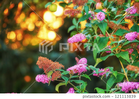 Stunning pink summer lilac flower bush at sunset against a blurred copy space background with bokeh. Delicate wild blossoms growing in garden at dawn. Fragile magenta blooms with lush leaves in field 121113839