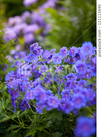 Meadow geranium flowers flourishing in a green field in summer from above. Purple plants growing and blooming in botanical garden in spring. Violet flowering plants budding in a forest in nature Meadow geranium flowers flourishing in a green field in summer from above. Purple plants growing and blooming in botanical garden in spring. Violet flowering plants budding in a forest in nature 121113840
