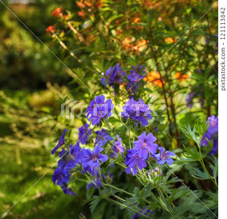 Blue hardy geranium flowers in a park. Bush of indigo geraniums blooming in a botanical garden or backyard in spring outside. Delicate perennial wild blossoms growing on blurred nature background 121113842