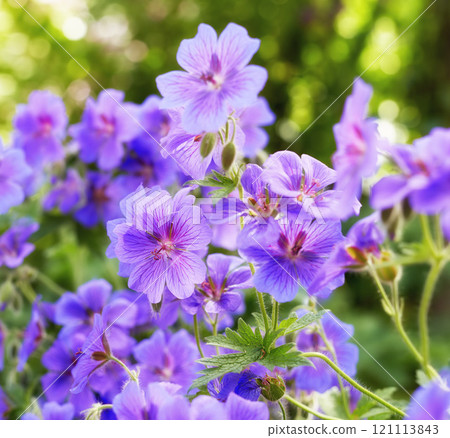 Geraniums flowers in a garden in summer. Closeup of beautiful purple cranesbill flower blossoming, growing in a serene environment. Group of vibrant, delicate, fresh flower heads on a bush in nature 121113843