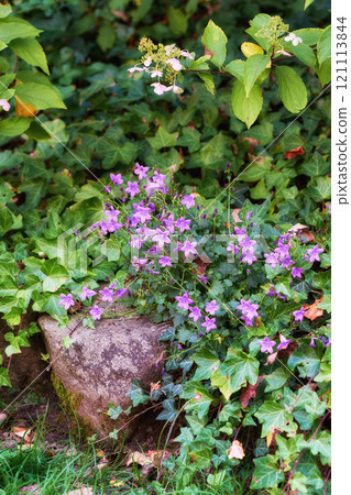 Purple bluebell flowers in lush garden in summer. Voilet plants growing in a backyard in spring. Beautiful flowering plants budding between leafy vines. Flora flourishing in nature background 121113844