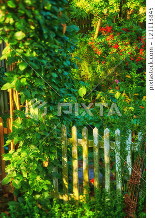 My garden. The Garden fence is covered with lots of green leaves, flowers, and mixed plants. Picket fence surrounded by red and yellow flowers and different shrubs in the beautiful backyard. My garden. The Garden fence is covered with lots of green leaves, flowers, and mixed plants. Picket fence surrounded by red and yellow flowers and different shrubs in the beautiful backyard. 121113845