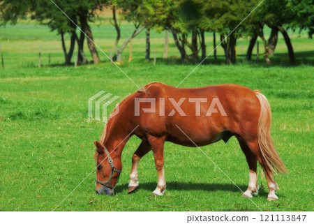 Beautiful brown horse grazing grassland pasturage on a farm during a summer day. Mammal feeding on lush green grass with trees or nature in the background. Animal standing in a green meadow or field 121113847