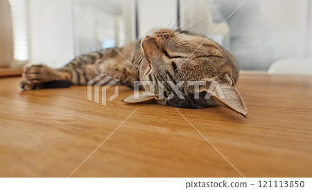 Cute cat sleeping on living room floor at home. Adorable feline taking nap in the day on a wooden surface. Domesticated animal laying in the lounge. Relaxed pet resting in a house. Happy cat napping Cute cat sleeping on living room floor at home. Adorable feline taking nap in the day on a wooden surface. Domesticated animal laying in the lounge. Relaxed pet resting in a house. Happy cat napping 121113850