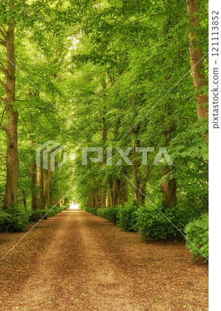 Scenic view of the forest of fresh green deciduous trees on a sunny day with a pathway in the foliage. The sight of a lush, beautiful dusty road in the jungle covered by woods on both sides. 121113852