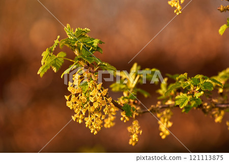 Macro shot of blooming yellow-green flowers of Redcurrants and small blooming berries on a branch. A portrait picture of a yellow flower with small berries on its branch and stem leaves. Macro shot of blooming yellow-green flowers of Redcurrants and small blooming berries on a branch. A portrait picture of a yellow flower with small berries on its branch and stem leaves. 121113875