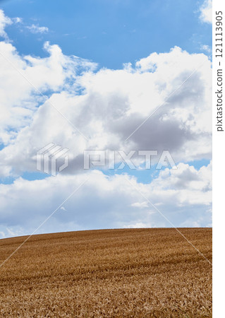 Landscape of a harvested wheat field on a cloudy day. Rustic farm land against a blue horizon. Brown grain growing in danish summer. Organic corn farming in harvest season. Cultivating barley or rye 121113905