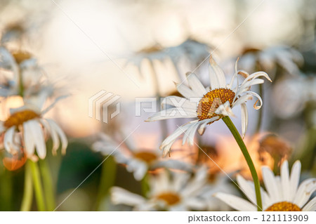 Garden photos of the beautiful Daisy - Marguerite. Beautiful daisies growing in the meadow. Wilted white daisy flowers in the garden. Selective focus on a daisy flower with the yellow disk. 121113909