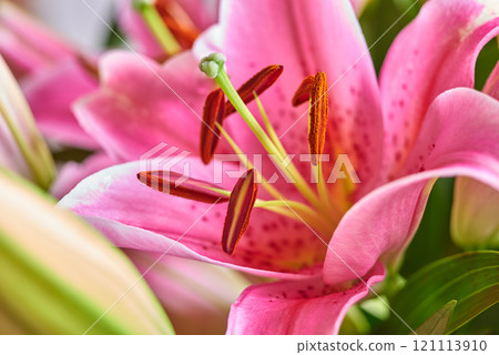 Closeup of pink lily flower in a bouquet of bright blooms. Fresh red floral arrangement with green leaves and petals. An elegant gift of colorful buds and blooms. A bunch of stunning oriental lilies 121113910