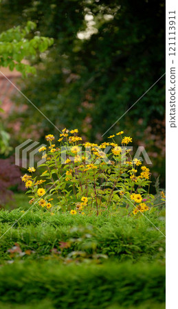 A bush of yellow gloriosa daisy flowers growing in a lush green garden. Wild overgrown backyard with delicate flowering shrub in spring. Nature scene of rural greenery in a park on a summer day 121113911