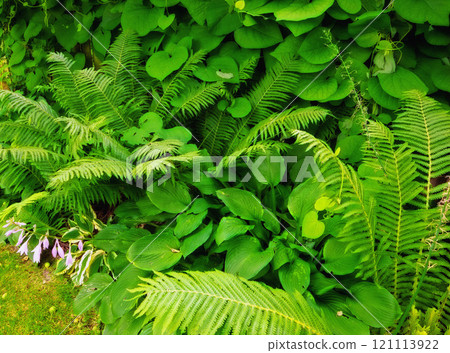 Fern and tropical plants in the garden on a sunny day. Many kinds of green shrubs in the backyard with green foliage natural floral fern and mixed plants. Beautiful small greenish vegetation. 121113922